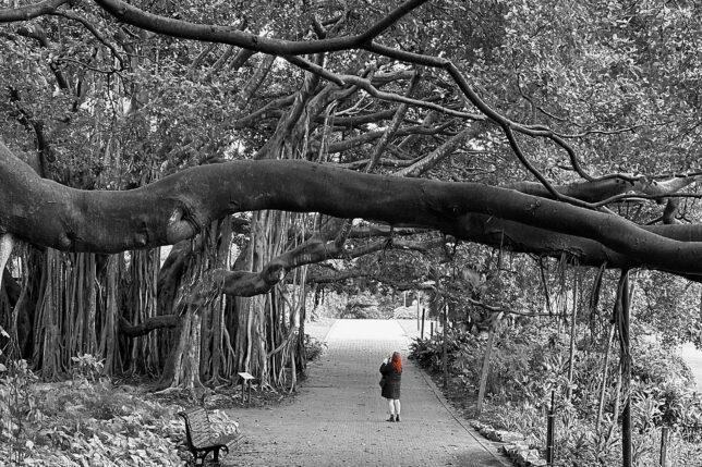 a person walking on a path under a tree
