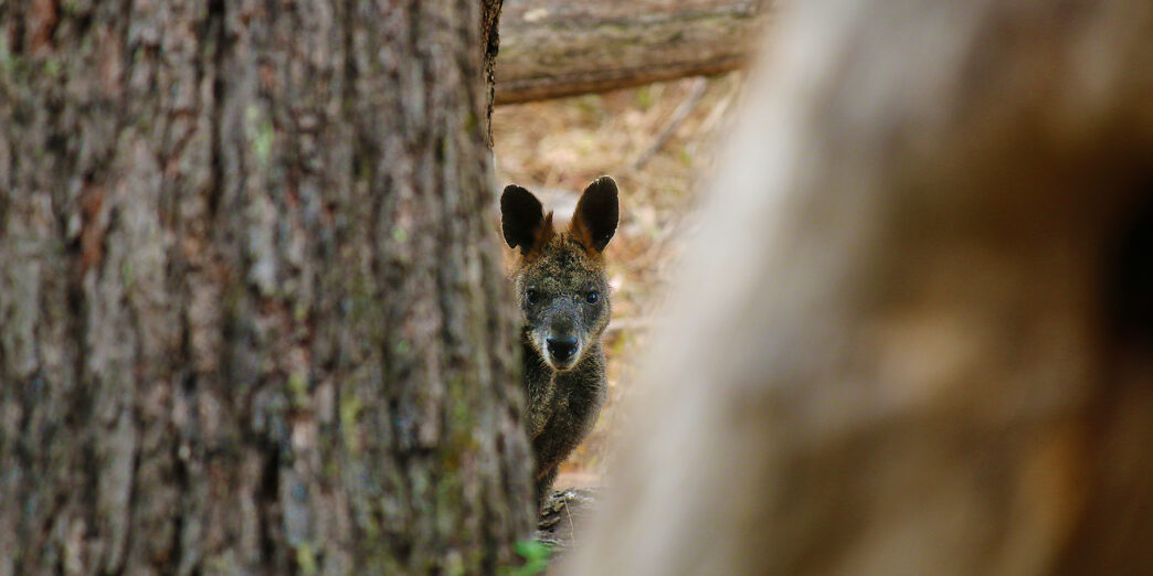 a kangaroo peeking out of a tree