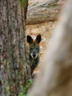 a kangaroo peeking out of a tree
