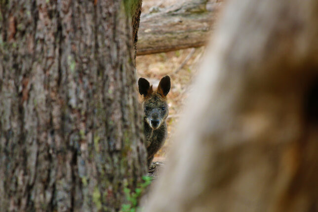 a kangaroo peeking out of a tree