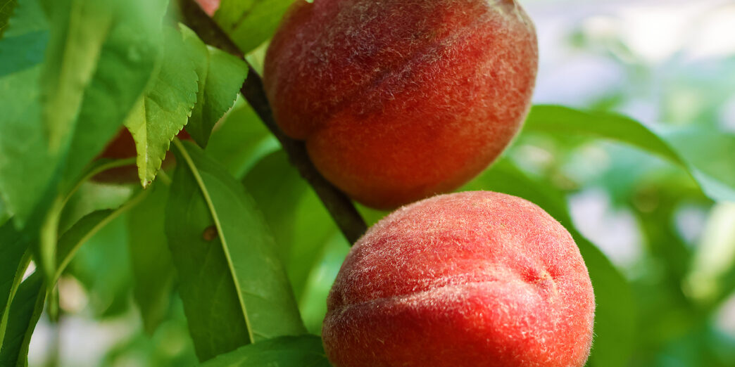 a close up of fruit on a tree