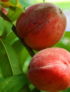a close up of fruit on a tree