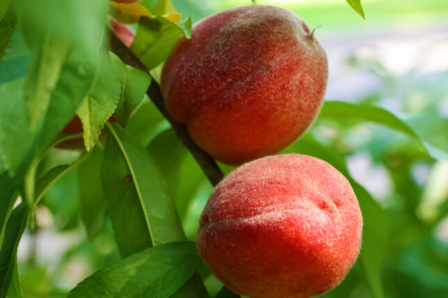 a close up of fruit on a tree