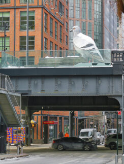 a bird on a bridge