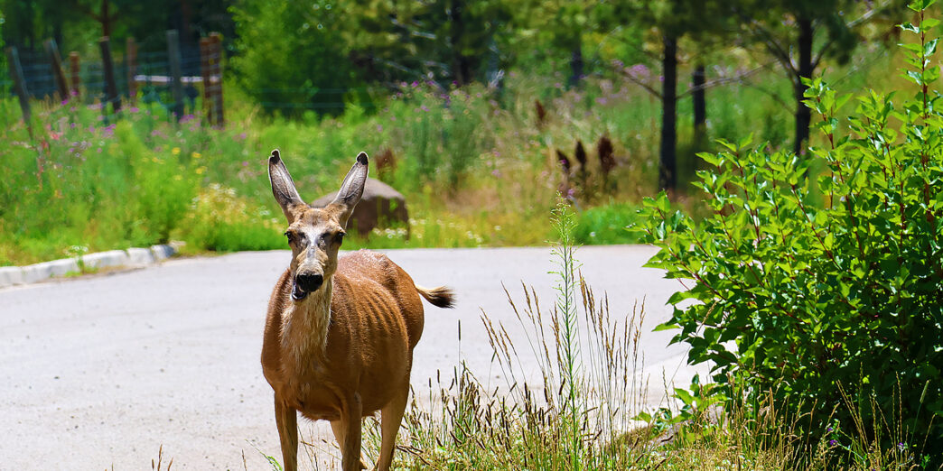 a deer walking on a road