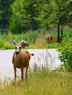 a deer walking on a road