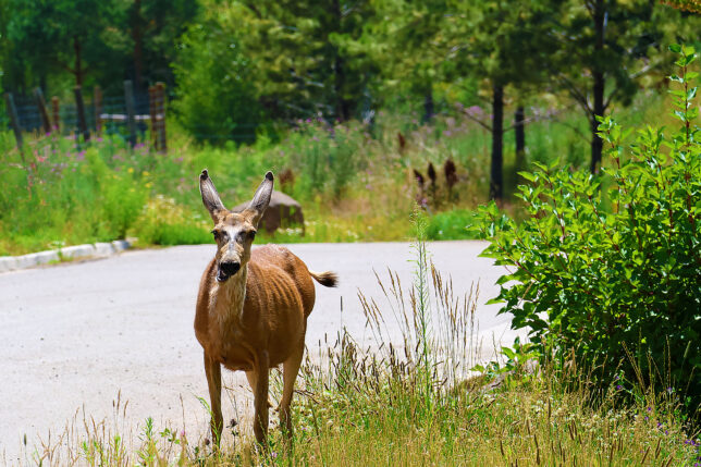 a deer walking on a road