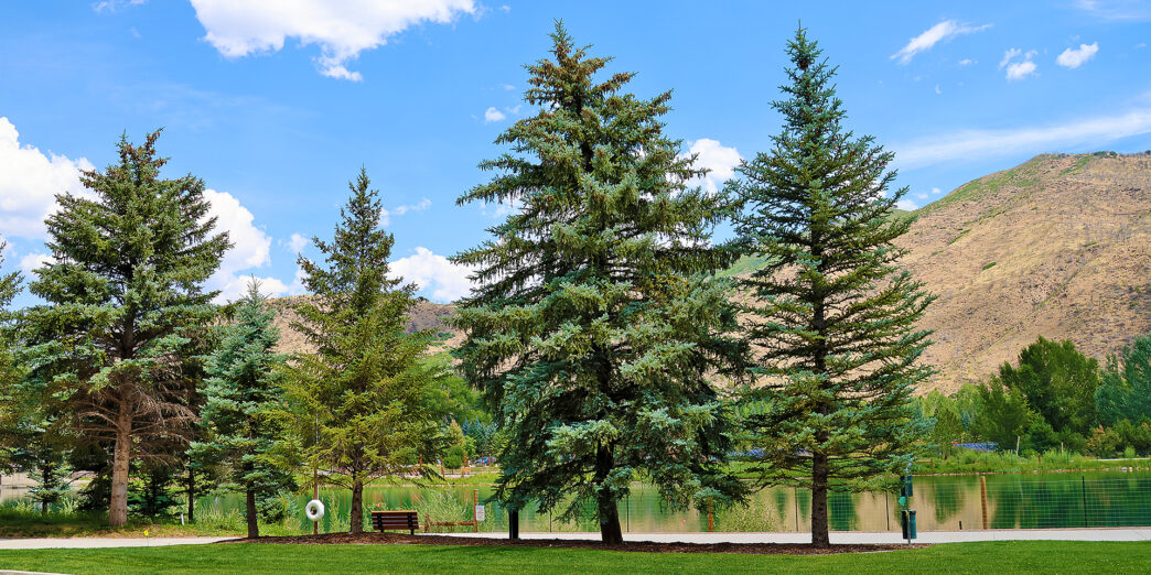 a group of trees next to a lake