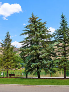 a group of trees next to a lake