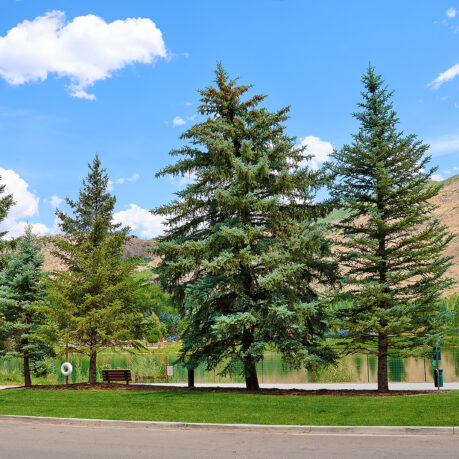 a group of trees next to a lake