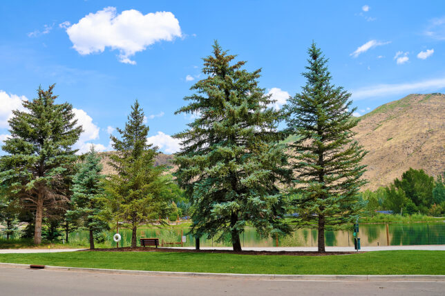 a group of trees next to a lake
