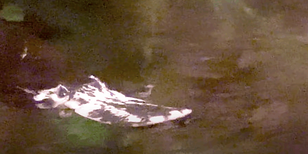 a white and black object on the ground