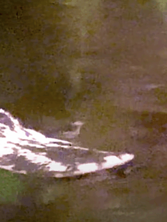 a white and black object on the ground