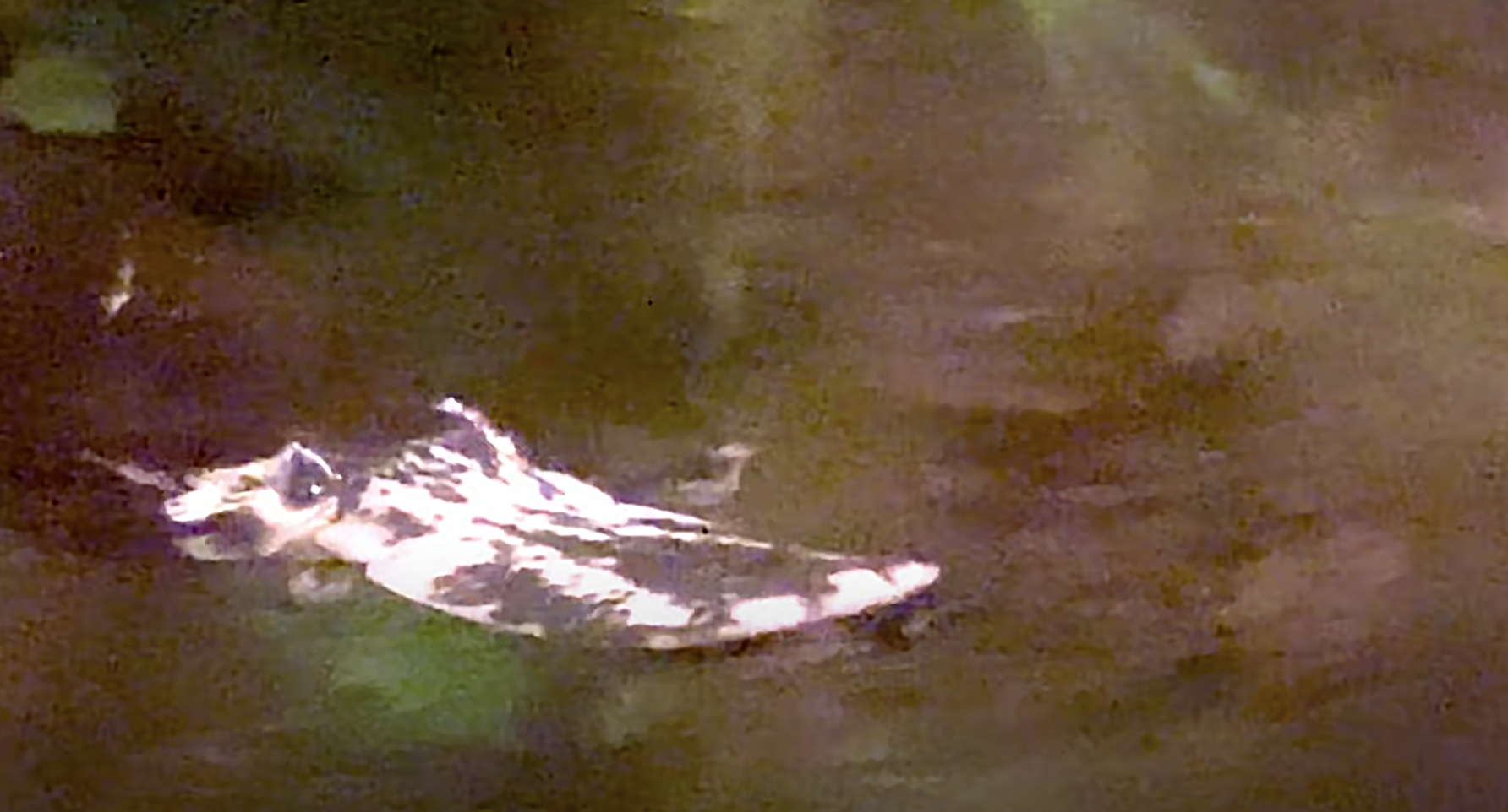 a white and black object on the ground