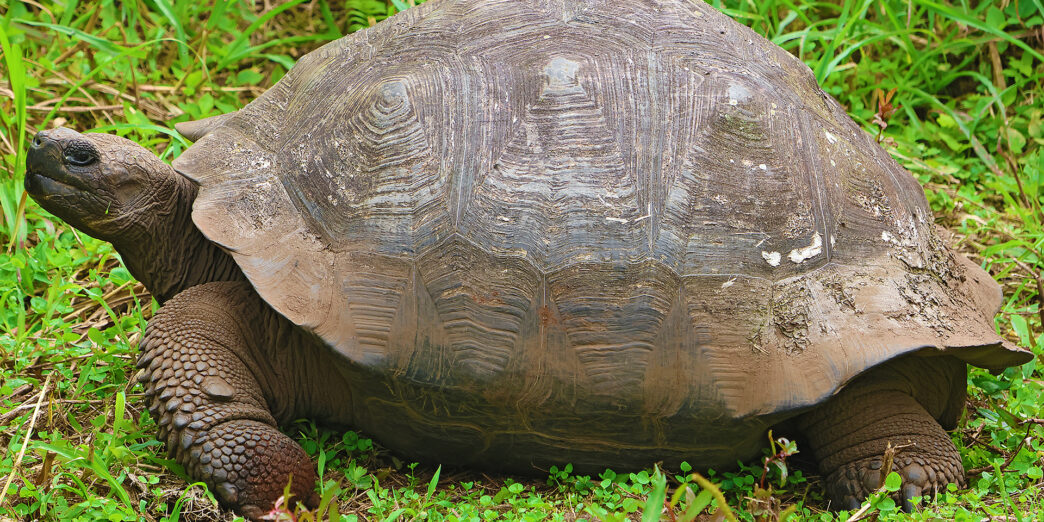 a turtle walking in the grass