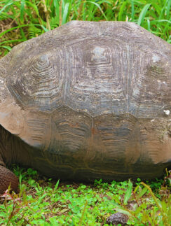 a turtle walking in the grass