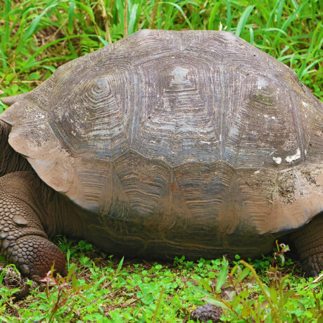 a turtle walking in the grass