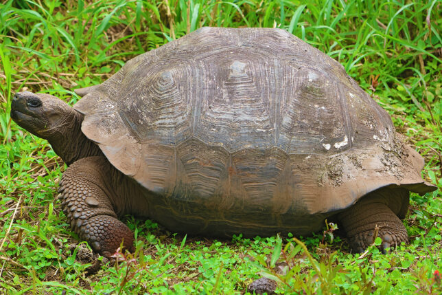 a turtle walking in the grass