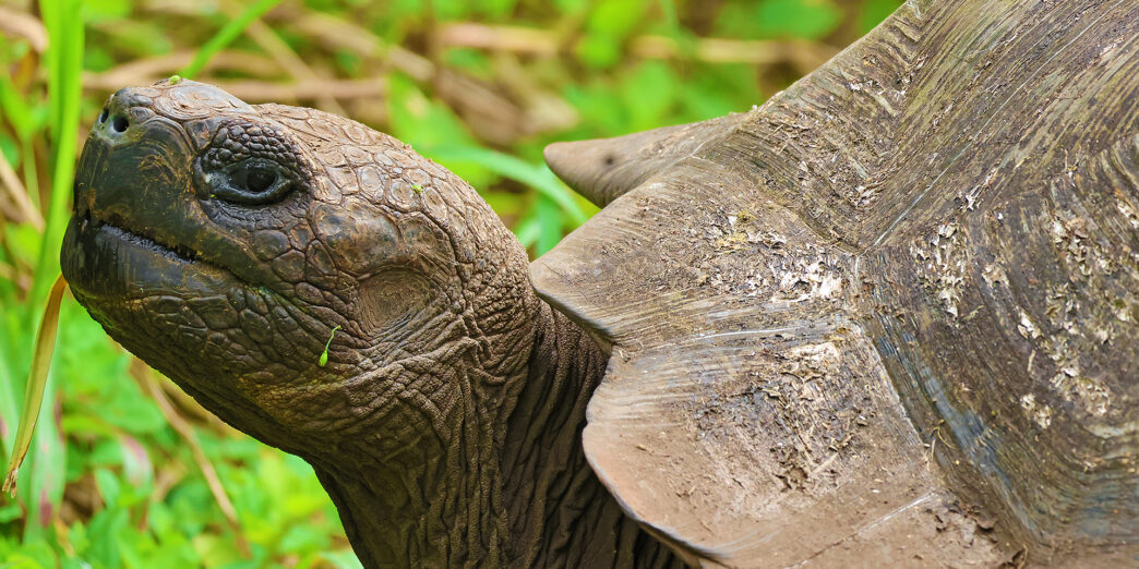 a turtle in the grass