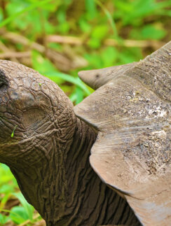 a turtle in the grass