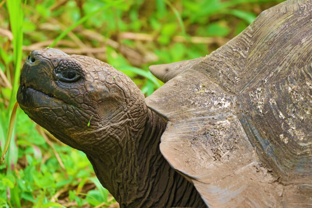 a turtle in the grass