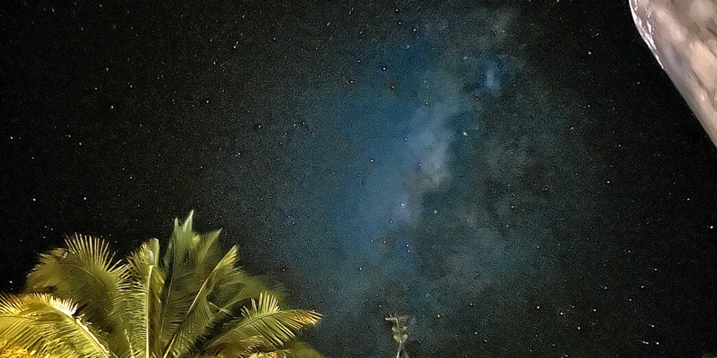 a palm trees and a tower at night