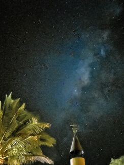 a palm trees and a tower at night