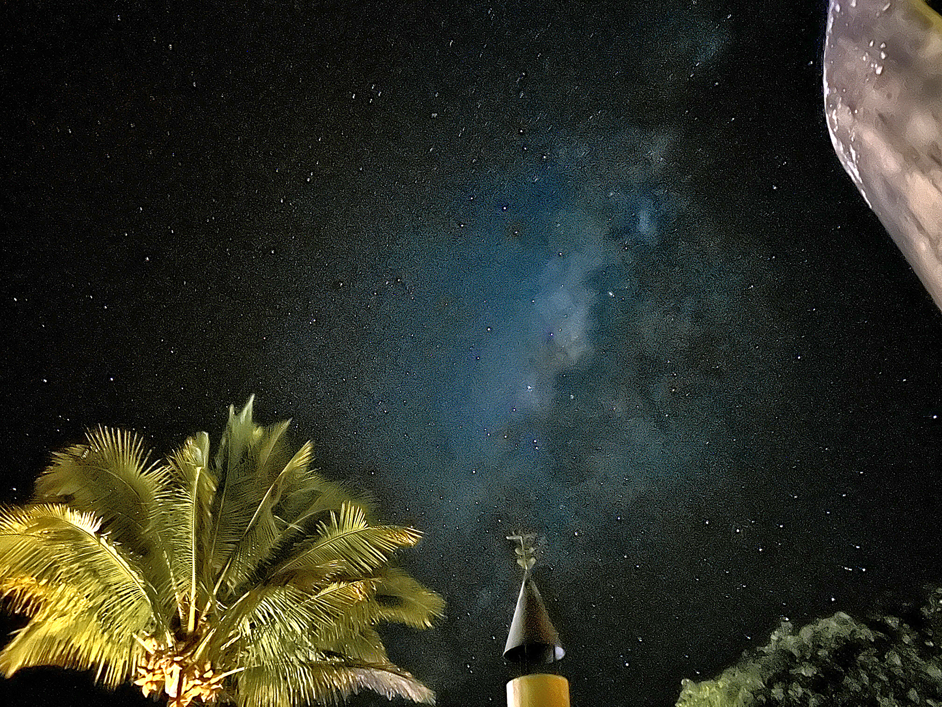 a palm trees and a tower at night