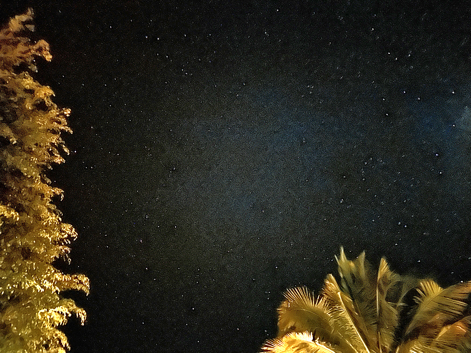 a palm trees at night