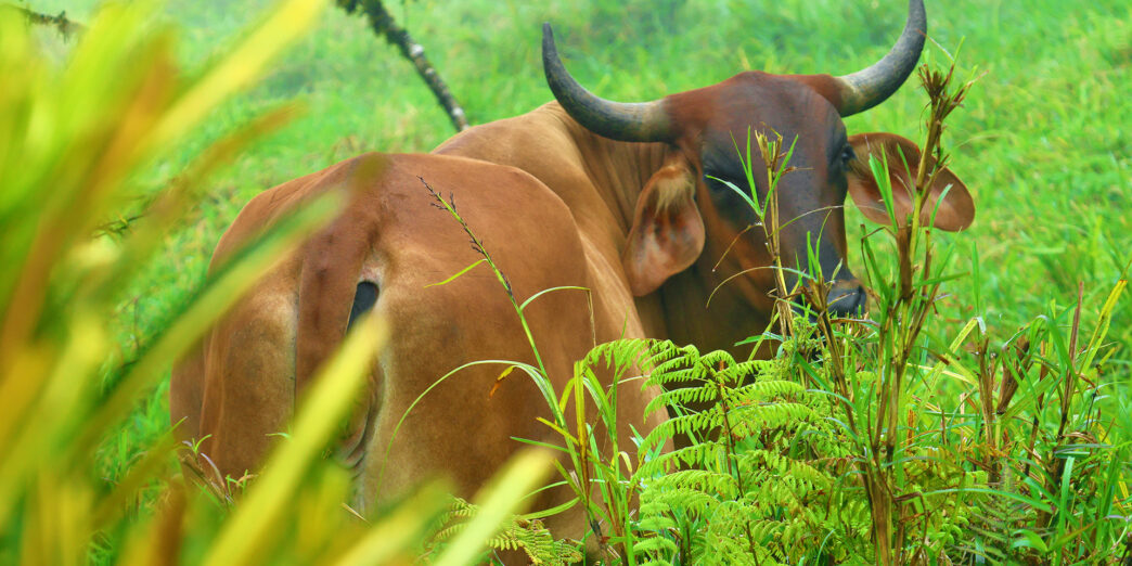 a cow in a grassy field