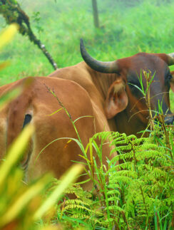 a cow in a grassy field