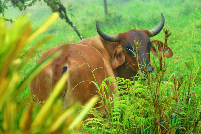 a cow in a grassy field