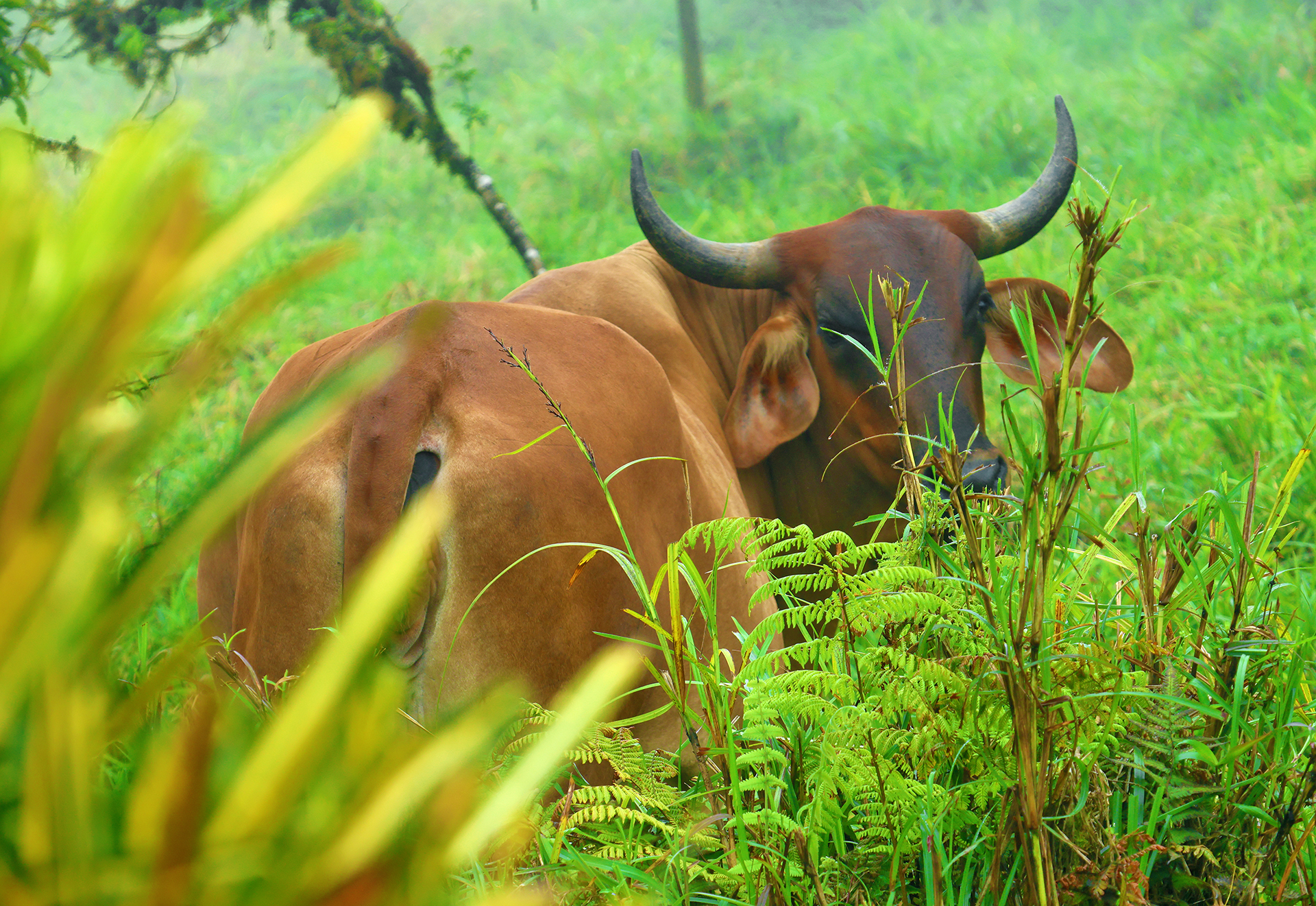 a cow in a grassy field