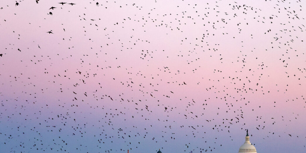 a large flock of birds flying over a city