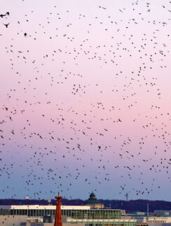 a large flock of birds flying over a city
