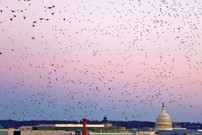 a large flock of birds flying over a city