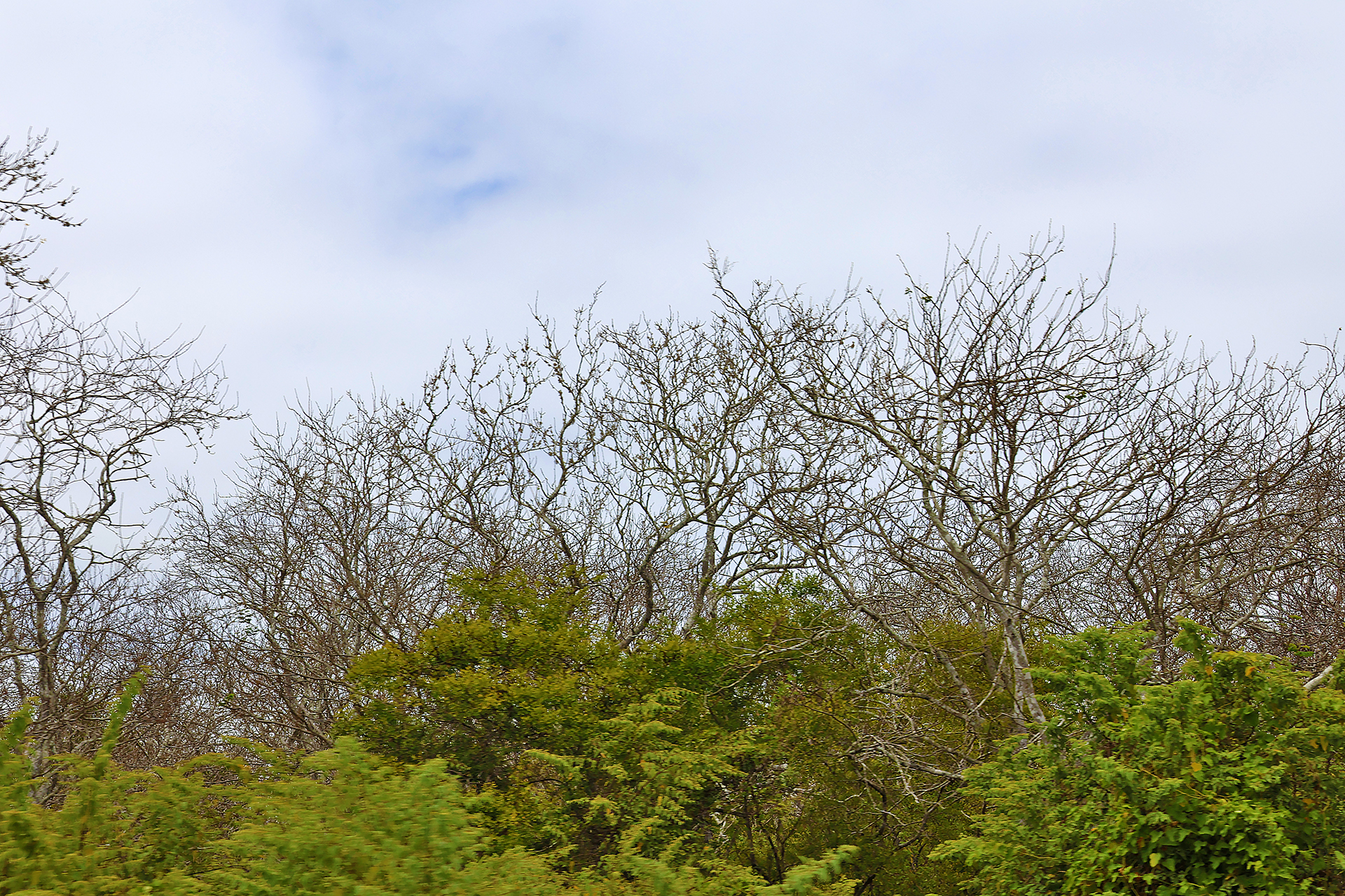 a group of trees with blue sky