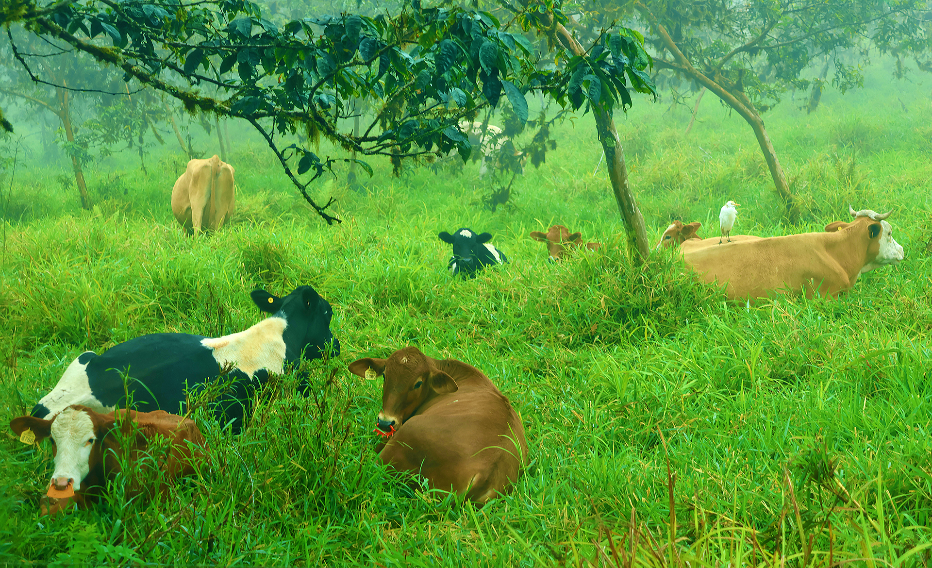 a group of cows in a field