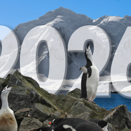 penguins on rocks with snow covered mountains in the background