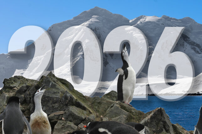 penguins on rocks with snow covered mountains in the background