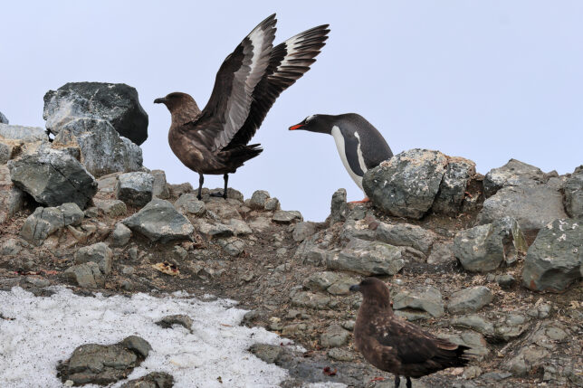 birds standing on rocks with snow