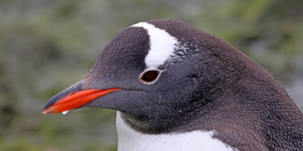 a close up of a penguin