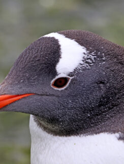 a close up of a penguin