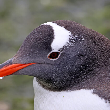 a close up of a penguin
