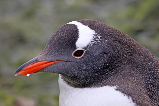 a close up of a penguin