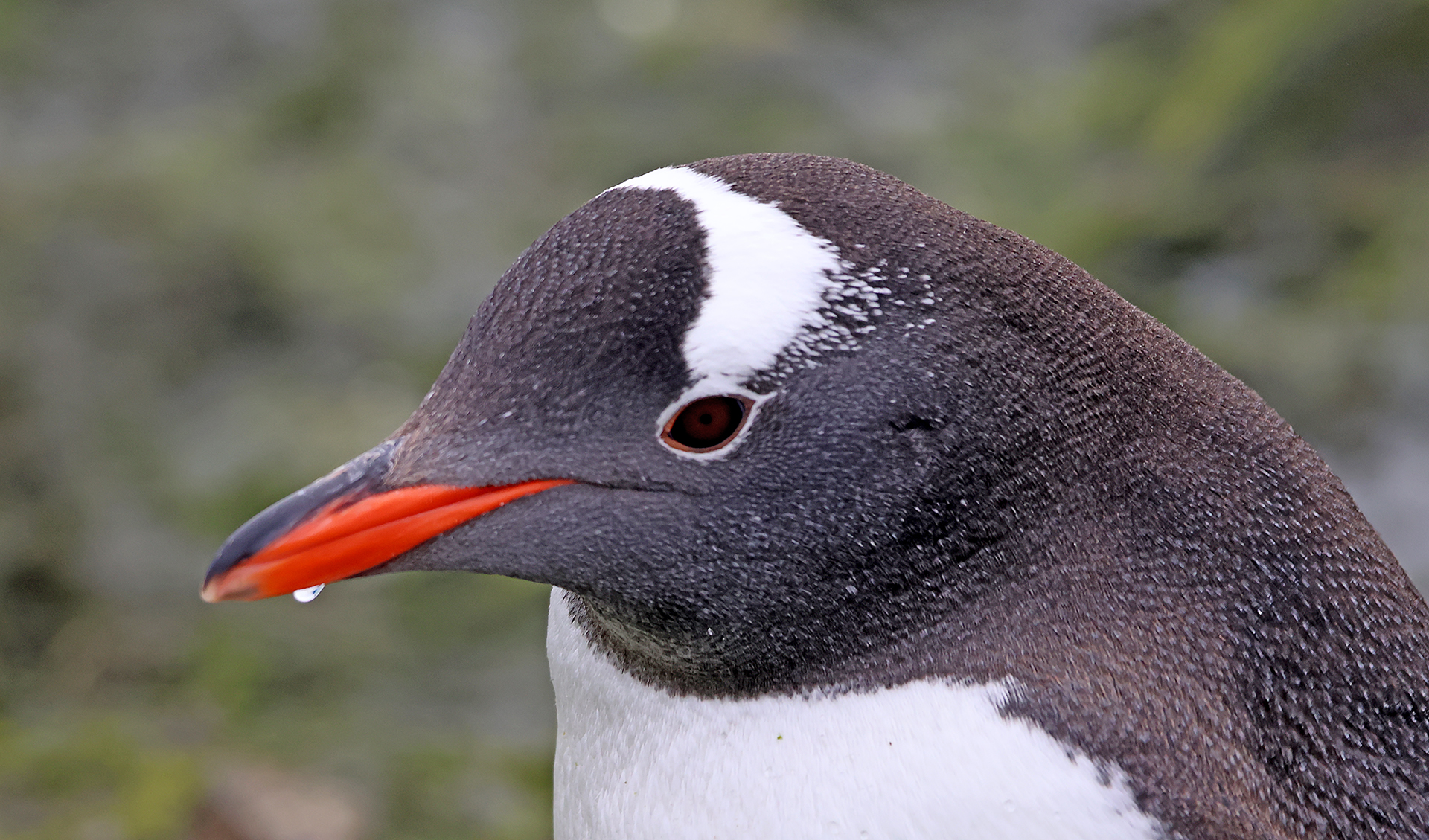 a close up of a penguin