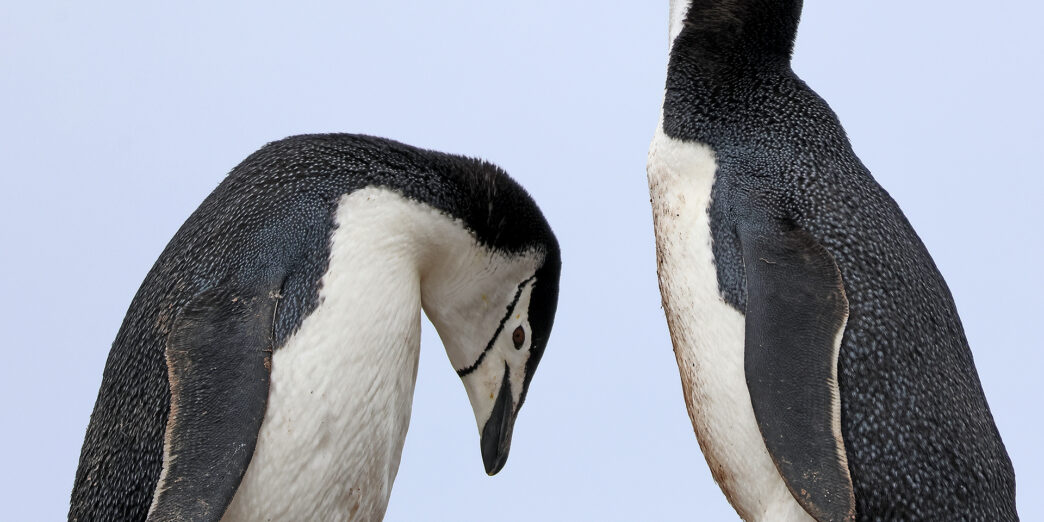 a couple of penguins standing next to each other