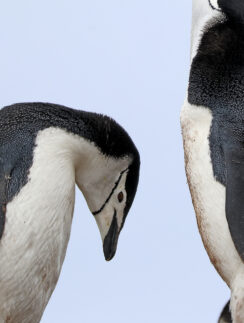a couple of penguins standing next to each other