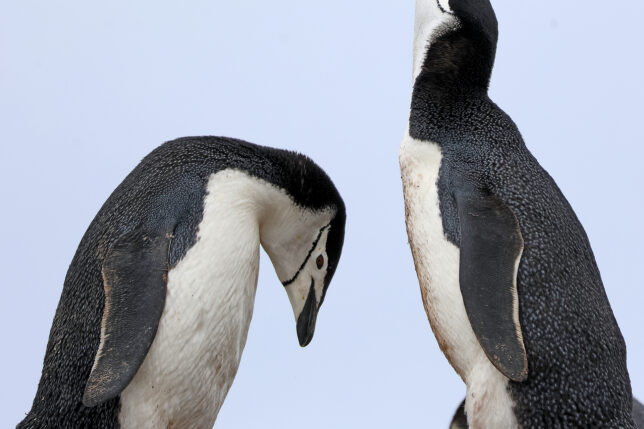 a couple of penguins standing next to each other
