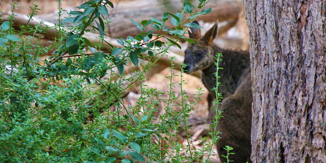 a kangaroo in the woods